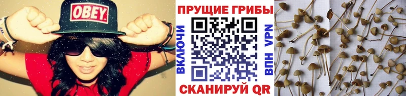 Псилоцибиновые грибы Magic Shrooms  Новосокольники 